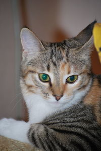 Close-up portrait of tabby cat