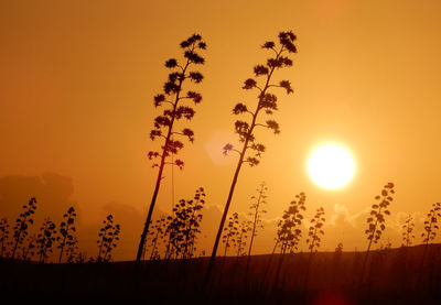 Silhouette plants growing on field against orange sky