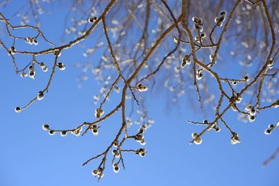 Low angle view of branches against clear blue sky