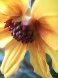 Close-up of yellow flower