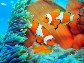 Clownfish near anemone at raja ampat