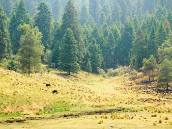 Trees in forest during winter