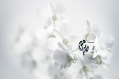 Close-up of ring on flower