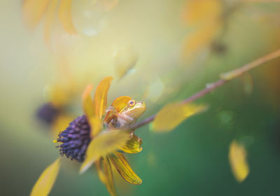 Close-up of yellow flower