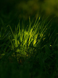 Close-up of fresh green grass in field