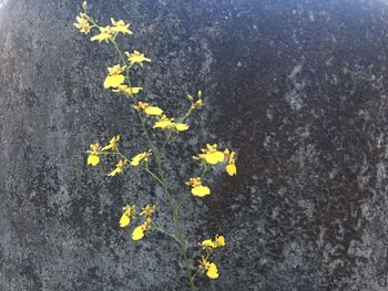 High angle view of yellow flowering plant on road