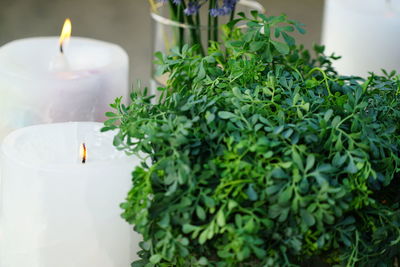 Close-up of green leaves on table