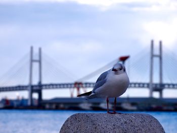 Close-up of seagull perching on retaining wall by bridge against sky