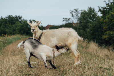Beautiful white mother goat feeding her kid tied on a rope in the steppe