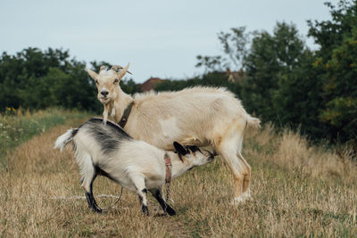 Sheep grazing in a field