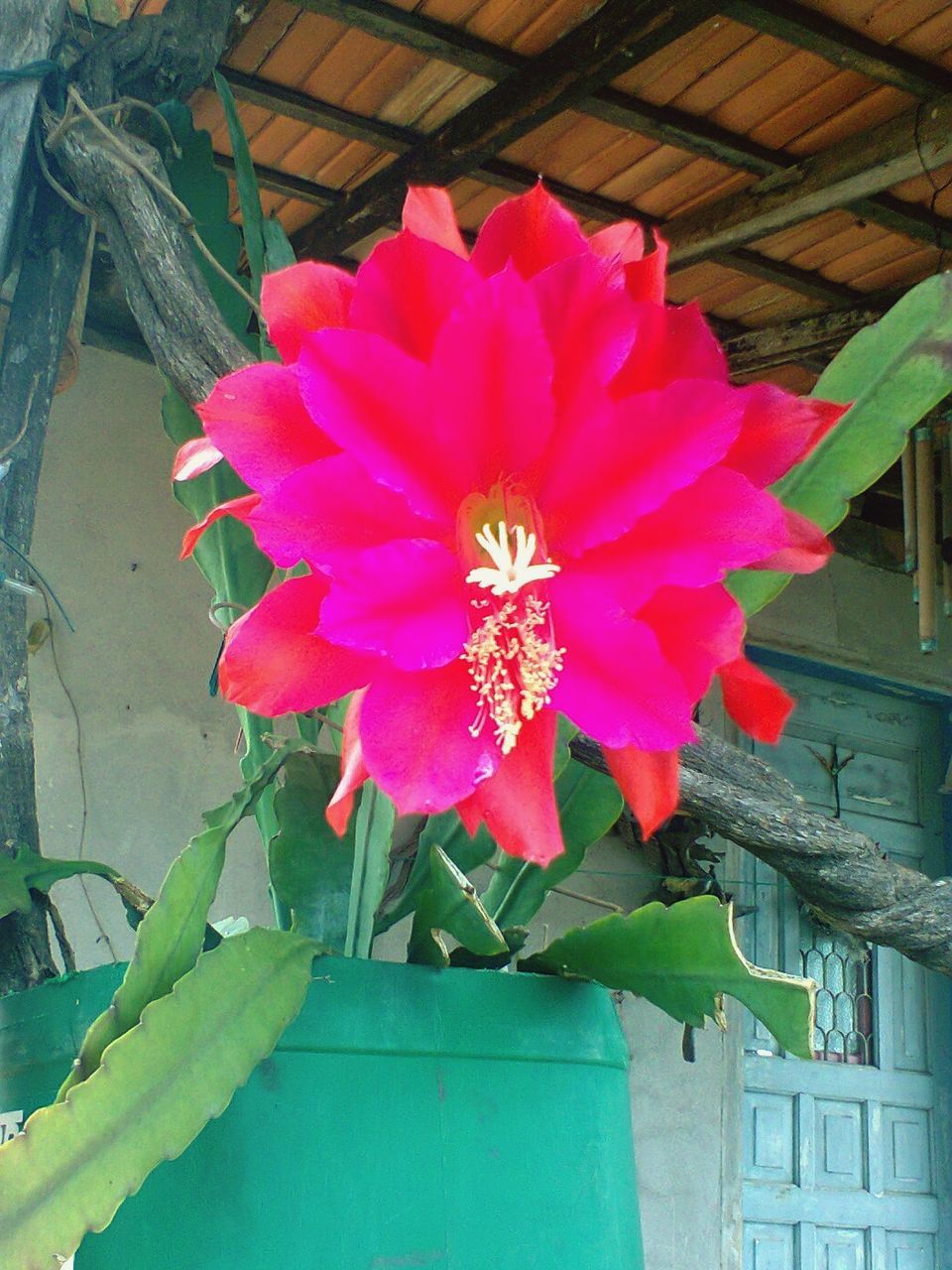 flower, petal, freshness, fragility, flower head, growth, pink color, plant, blooming, built structure, building exterior, leaf, close-up, beauty in nature, architecture, single flower, nature, front or back yard, day, in bloom