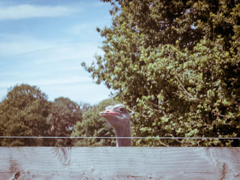 Close-up of bird on tree against sky