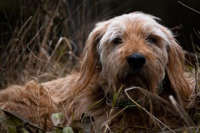 Close-up portrait of dog