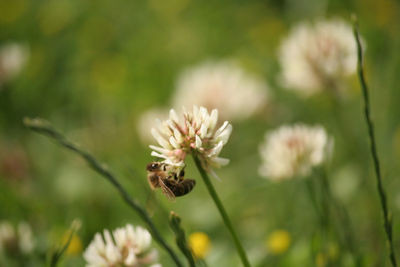 Close-up of white flower