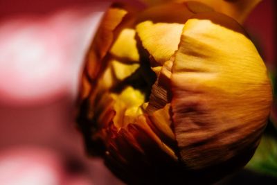 Close-up of yellow rose