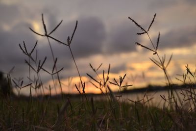 Close-up of grass in field against sky during sunset
