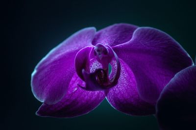 Close-up of pink flower against black background