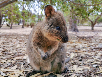 Quokka relaxing on field