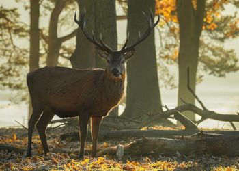 Portrait of deer on field during autumn