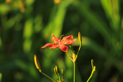 Close-up of red flower