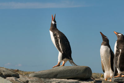 View of birds on rock