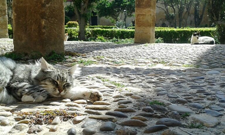 CAT ON STONE WALL