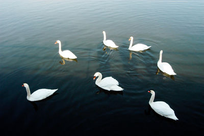 Swans swimming in a river, deep blue water, reflections, sunny day