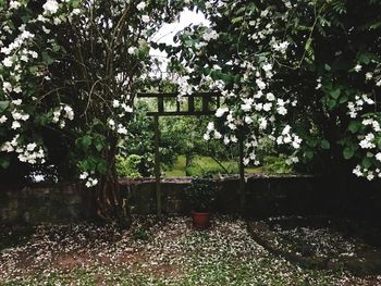 Plants and trees in park