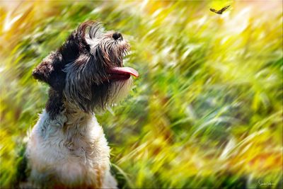 Close-up of small dog on field