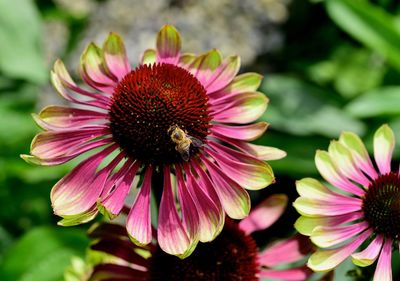 Close-up of bee on pink flower