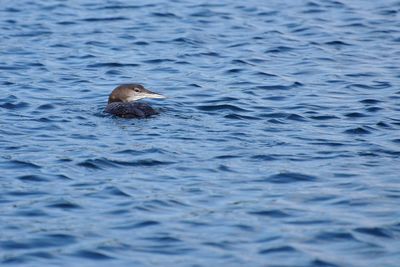 Loon swimming in sea