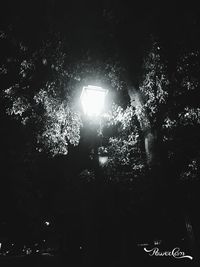 Low angle view of trees against sky at night