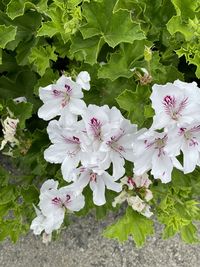 Close-up of white flowering plant