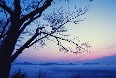 Bare trees on landscape against sky