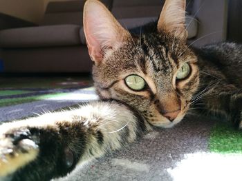 Close-up of cat relaxing at home