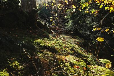 Close-up of moss growing on tree in forest