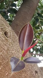 Close-up of tree