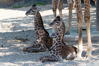 Giraffe family on land