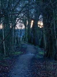 Bare trees in forest