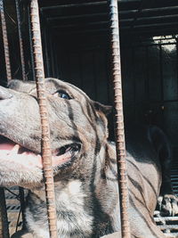 Close-up of a dog looking away