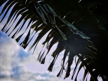 Low angle view of palm leaves against sky