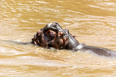 Fighting hippos in mara river