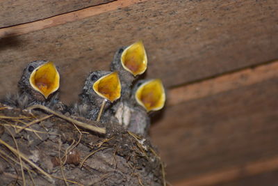 Close-up of young birds with open mouth in nest