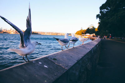 Seagulls on sea shore against clear sky