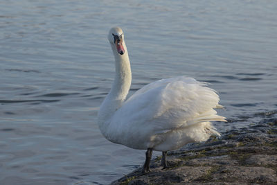 Close-up of swan in lake