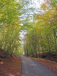 Road amidst trees in forest during autumn