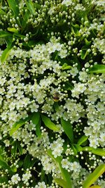 Close-up of white flowers