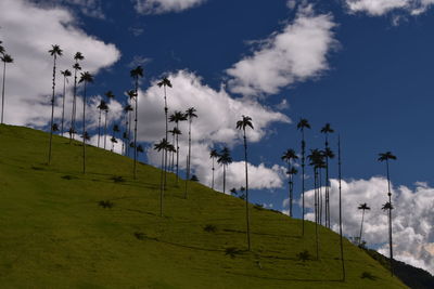 Low angle view of grass on field against sky