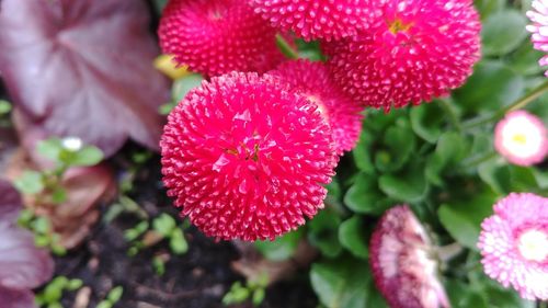 Close-up of pink flowering plant