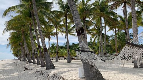 Palm trees on beach against sky